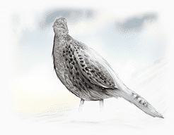 Clash of Galliformes: Untamed Pheasants