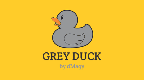 Grey Duck