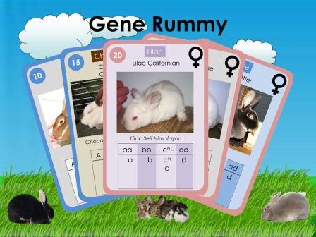 Rabbit Gene Rummy