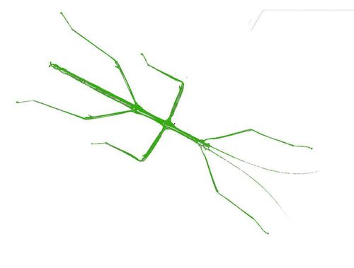 Stick-bug (fan expansion for Hive)